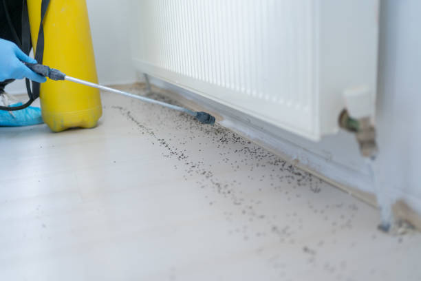 Best Termite Control Services  in East Rochester, NY